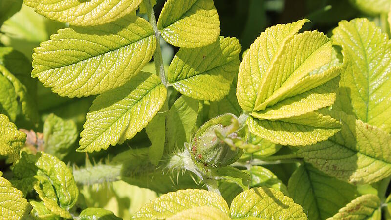 Eisenmangel Rosa rugosa