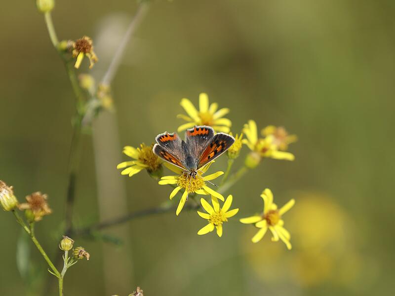 Erste Besucher: Kleiner Feuerfalter. Erste Besucher: Kleiner Feuerfalter.