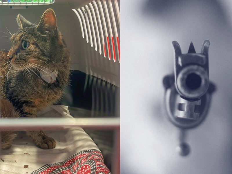 Kater in Reckendorf angeschossen