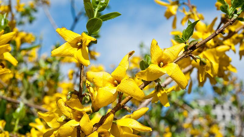 Forsythien beschneiden