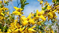 Forsythien beschneiden