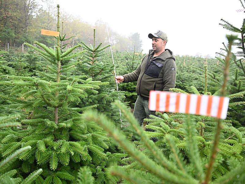 Weihnachtsbäume vor der Saison Weihnachtsbäume vor der Saison