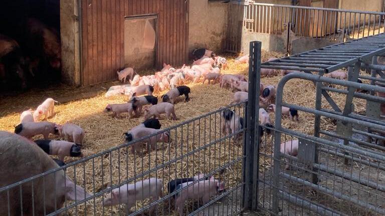 Viel mehr Platz als gesetzlich vorgeschrieben haben die Schweine auf dem Ökohof Kaufmann in Ramsthal. Viel mehr Platz als gesetzlich vorgeschrieben haben die Schweine auf dem Ökohof Kaufmann in Ramsthal.