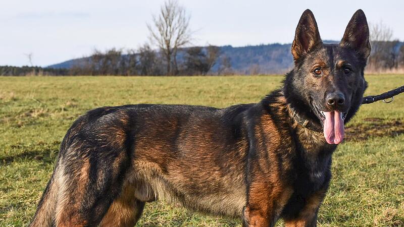 Der dreij&auml;hrige Fritz ist ein Hund, der viel Bewegung braucht, und mit Aufgaben gefordert sein will.