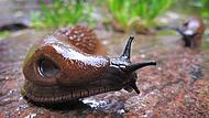 Die Schnecken lieben derzeit das regnerische Wetter.