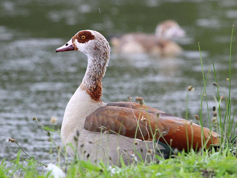 LBV-Serie &uuml;ber fremde Arten: Nilgans im Landkreis Coburg