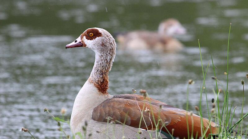 LBV-Serie über fremde Arten: Nilgans im Landkreis Coburg LBV-Serie über fremde Arten: Nilgans im Landkreis Coburg