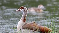 LBV-Serie über fremde Arten: Nilgans im Landkreis Coburg LBV-Serie über fremde Arten: Nilgans im Landkreis Coburg