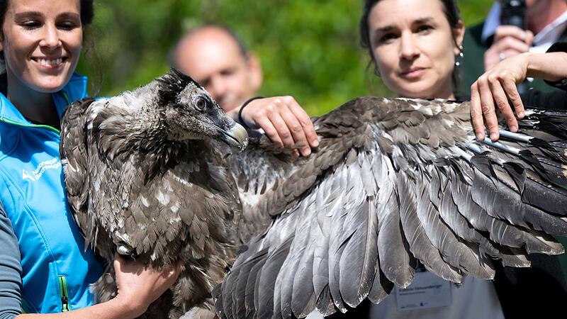 Auswilderung von zwei jungen Bartgeiern