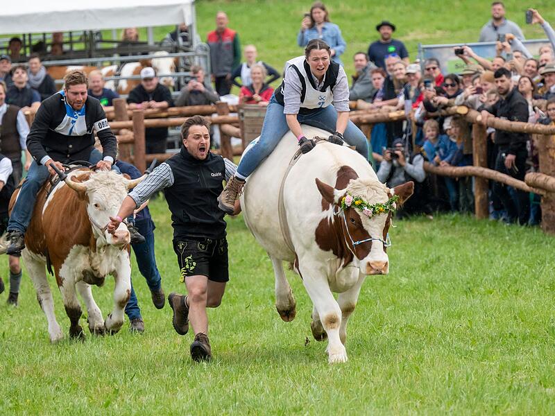 Erstes Ochsenrennen in Hadorf