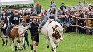 Erstes Ochsenrennen in Hadorf Erstes Ochsenrennen in Hadorf