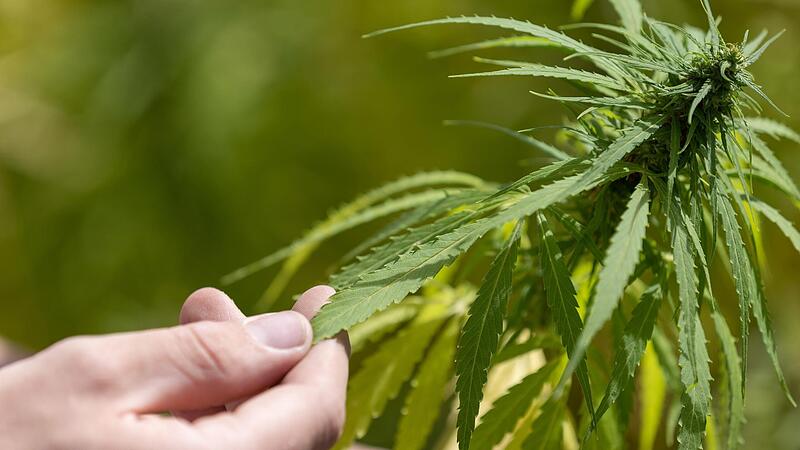 Maximal drei Pflanzen auf dem Fensterbrett, h&ouml;chstens 25 Gramm f&uuml;r den Eigenbedarf und Vereine zum gemeinschaftlichen Anbau von Gras - so k&ouml;nnte der erste Schritt der von der Ampel angestrebten Cannabis-Legalisierung in Deutschland aussehen.