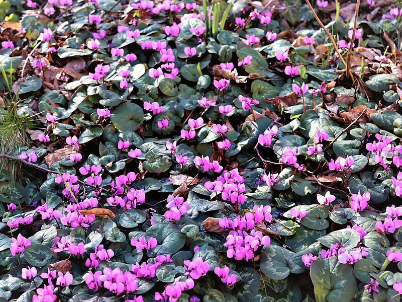 Freilandalpenveilchen wirken so zierlich und zerbrechlich, dass man ihnen nicht zutraut, Schnee und Eis zu trotzen.