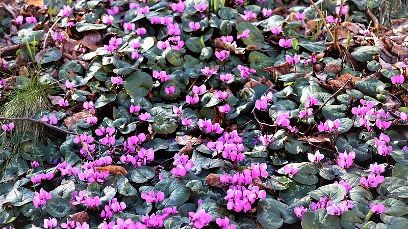 Freilandalpenveilchen wirken so zierlich und zerbrechlich, dass man ihnen nicht zutraut, Schnee und Eis zu trotzen.