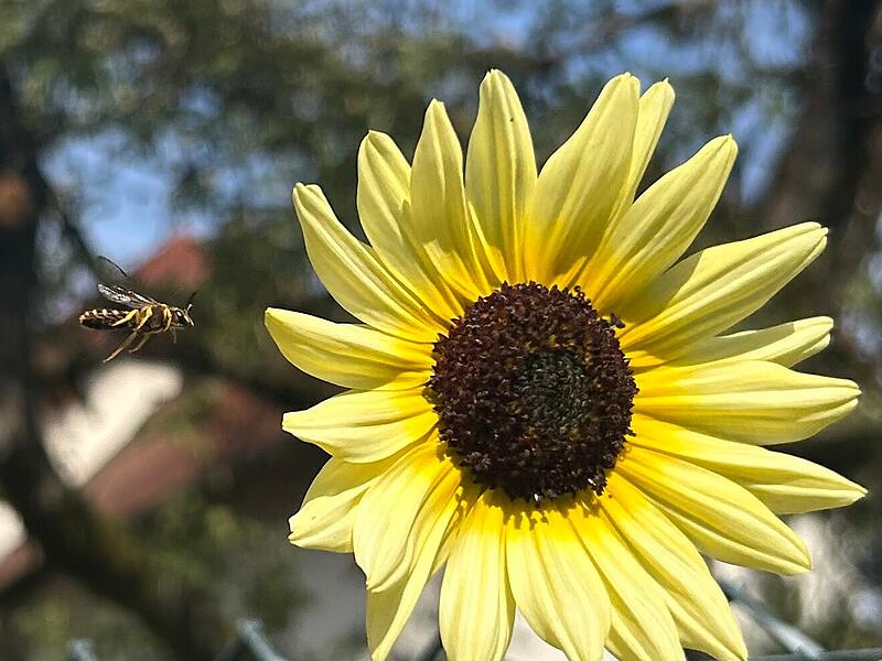 Emma Kleinhenz aus Stangenroth hat diese schöne Aufnahme im Garten ihrer Oma gemacht.