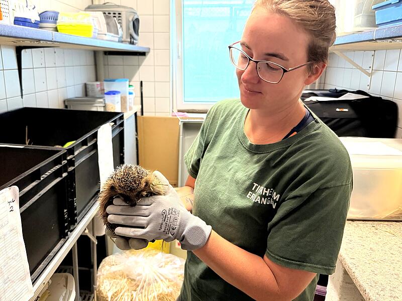 Der kleine Igel wird in Erlangen liebevoll von Tierheimleiterin Christine Ganswind aufgep&auml;ppelt. Er wurde nicht von einem M&auml;hroboter angefahren, er hat Schnupfen.