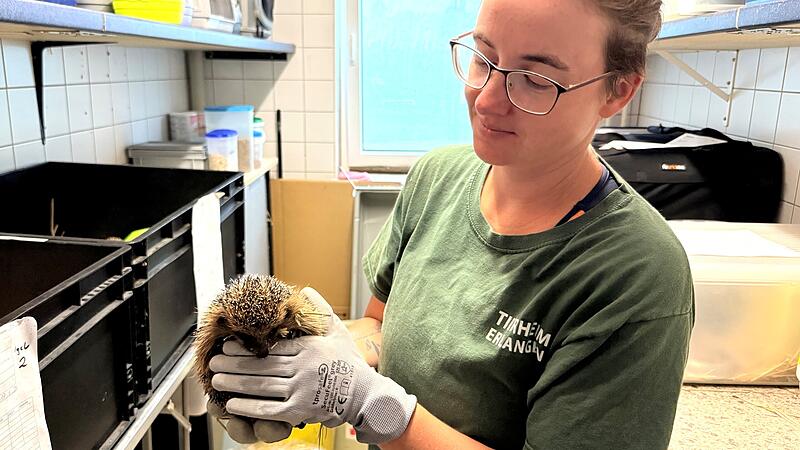 Der kleine Igel wird in Erlangen liebevoll von Tierheimleiterin Christine Ganswind aufgep&auml;ppelt. Er wurde nicht von einem M&auml;hroboter angefahren, er hat Schnupfen.