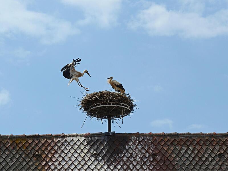 Storch im  Anflug: Herzogenaurach hat sich in den letzten Jahren zur Storchenstadt entwickelt.