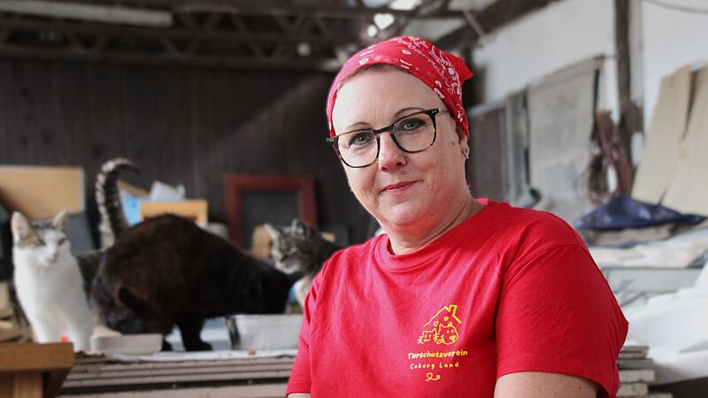 Katzen bei der F&uuml;tterung