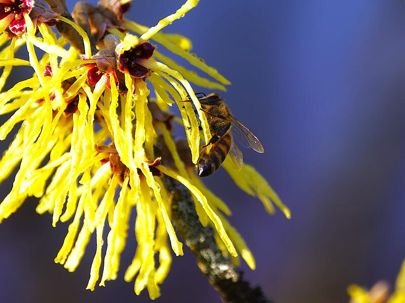 Eine Biene, wie sie an einer Hamamelisbl&uuml;te ihren Durst stillt.
