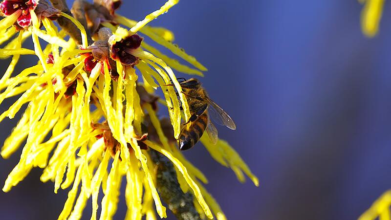 Eine Biene, wie sie an einer Hamamelisbl&uuml;te ihren Durst stillt.