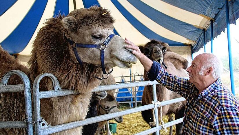 Wenn Georg Frank ruft, kommen die riesigen H&ouml;ckertiere zu ihm: 60 Tiere hat der Circus Henry, darunter sechs Kamele.