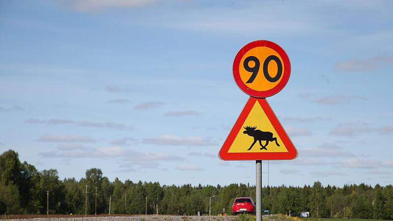 Die gro&szlig;e Elchwanderung in Schweden