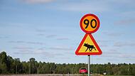 Die gro&szlig;e Elchwanderung in Schweden