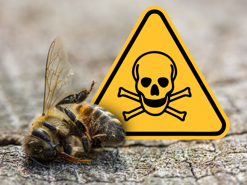 Zahlreiche Bienen einer Imkerei sind gestorben. Die Vermutung: Das Insektizid war schuld. Den Imkern geht es nicht um Schuldzuweisungen, sondern um bessere Kommunikation. Was Expertin und der Sprecher des Bauernverbands dazu sagen.