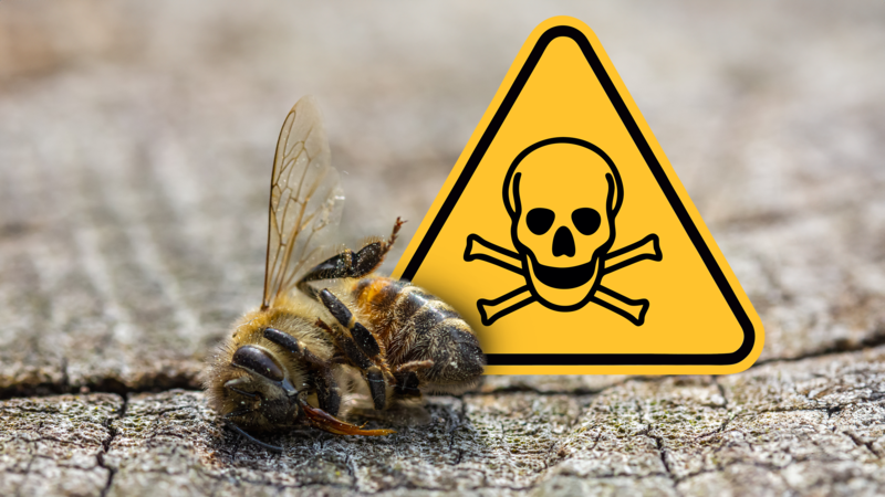 Zahlreiche Bienen einer Imkerei sind gestorben. Die Vermutung: Das Insektizid war schuld. Den Imkern geht es nicht um Schuldzuweisungen, sondern um bessere Kommunikation. Was Expertin und der Sprecher des Bauernverbands dazu sagen.