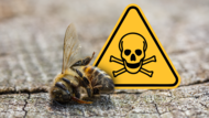 Zahlreiche Bienen einer Imkerei sind gestorben. Die Vermutung: Das Insektizid war schuld. Den Imkern geht es nicht um Schuldzuweisungen, sondern um bessere Kommunikation. Was Expertin und der Sprecher des Bauernverbands dazu sagen.
