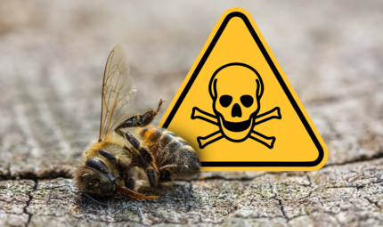 Zahlreiche Bienen einer Imkerei sind gestorben. Die Vermutung: Das Insektizid war schuld. Den Imkern geht es nicht um Schuldzuweisungen, sondern um bessere Kommunikation. Was Expertin und der Sprecher des Bauernverbands dazu sagen.