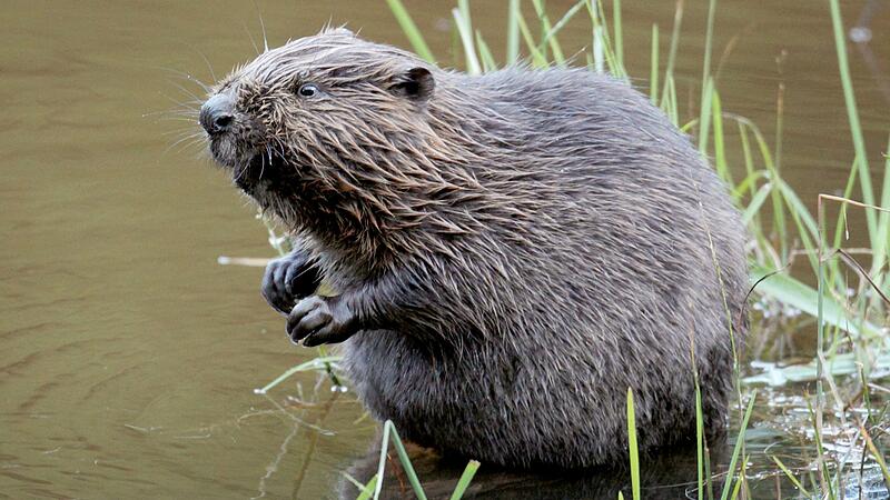 Abschuss von Bibern soll erleichtert werden