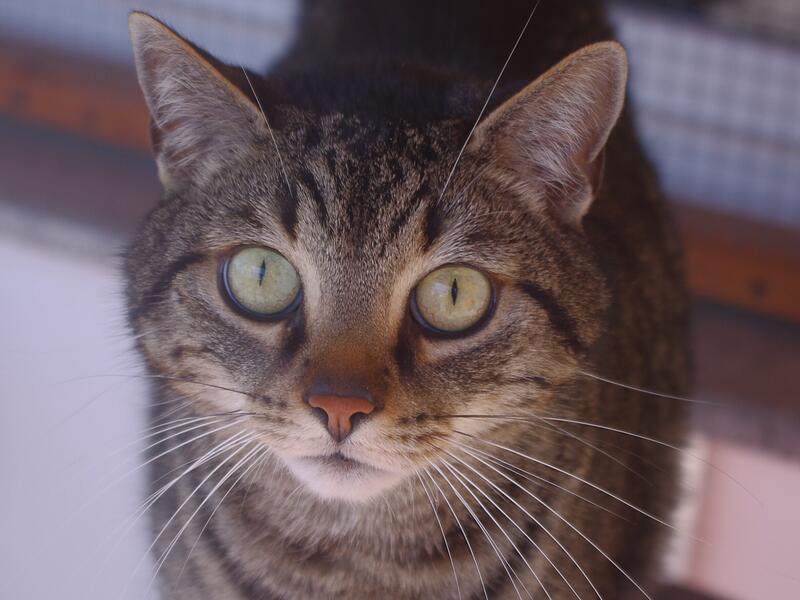 Ruhig, freundlich und  verschmust: Das ist  Kater Maxi.
