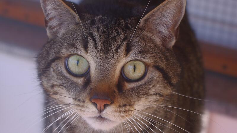Ruhig, freundlich und  verschmust: Das ist  Kater Maxi.