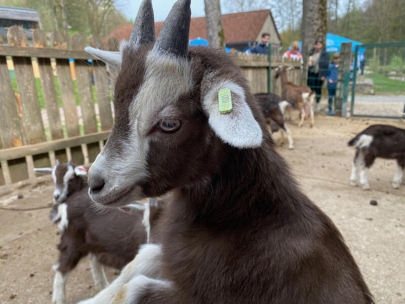 Im Wildpark Hundshaupten k&ouml;nnen Besucher momentan viele kleine Ziegenbabys beobachten. Nachwuchs gab es bei den Afrikanischen Zwergziegen und den Th&uuml;ringer Waldziegen.