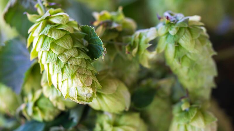 Hopfen Hopfen