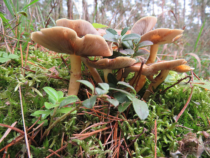 PilzeLeserfotos Herbst PilzeLeserfotos Herbst