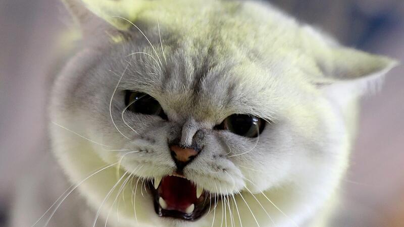 Ein Tierarzt aus dem Landkreis Ha&szlig;berge wurde vom Strafrichter in Ha&szlig;furt verurteilt. Sein grausames Vorgehen pr&auml;gte zwei Helferinnen so schwer, dass sie total geschockt waren.