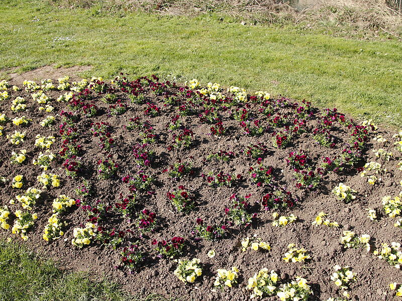 Frisch bepflanztes Beet mit „Herzmotiv“ Frisch bepflanztes Beet mit „Herzmotiv“