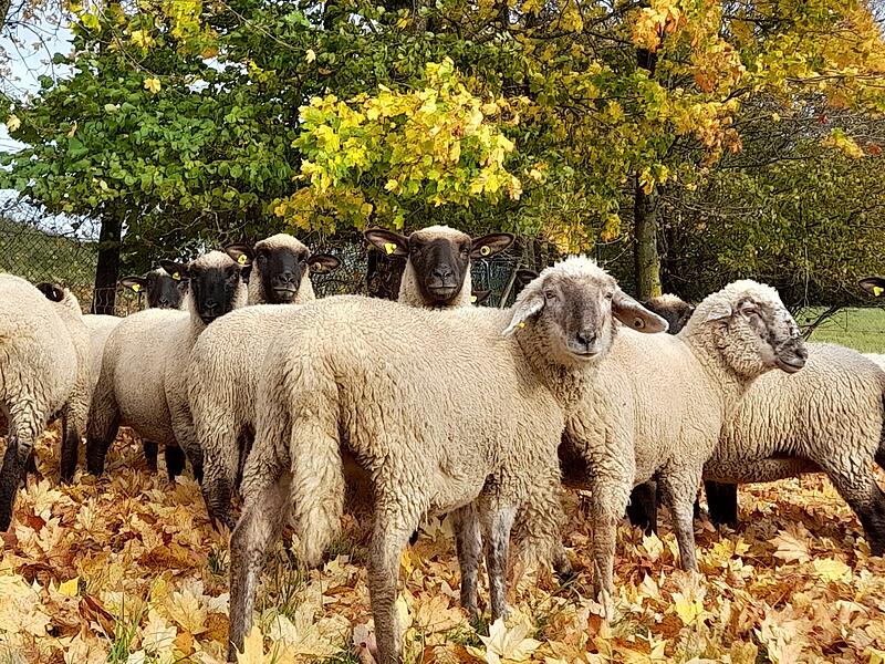 Fährt man von Motten die kurvenreiche Straße nach Kothen, so passiert man am höchsten Punkt des Bergrückens die Wasserscheide. „An dem Hang neben der Wasserscheide grasen zurzeit verschiedene Schafe, wobei ihr Futterplatz zum Teil von viel gelbem Laub bedeckt ist.“
