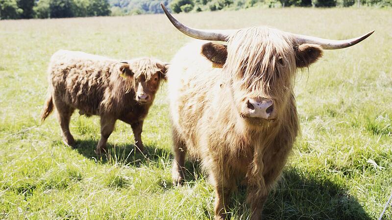 In der Natur f&uuml;hlen sich die Rinder sichtlich wohl. Tierhalter und Verbraucher m&ouml;chten ihnen auch den Transport zum Schlachthof ersparen.