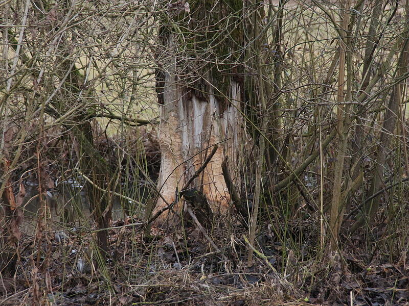 Biber Radweg Pfaffenhausen Hammelburg