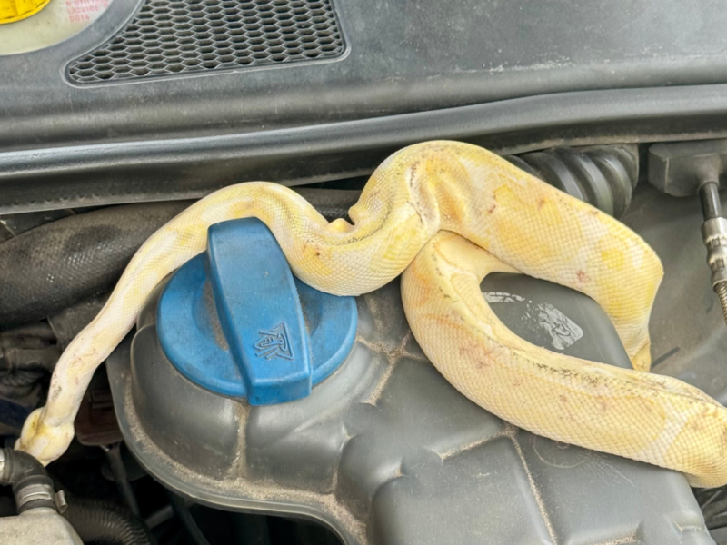 Erneuter Schlangenfund im Raum Coburg: Rästel um Königspythons gelöst Diese Albino-Königspython hat die Freiwillige Feuerwehr Dörfles-Esbach in einem Motoraum eines Autos in Dörfles-Esbach bei Coburg sichergestellt.