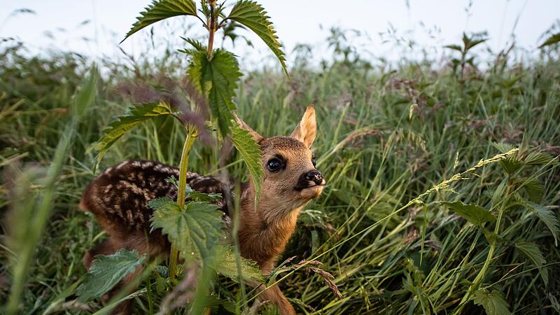 Rehkitz im hohen Gras Rehkitz im hohen Gras