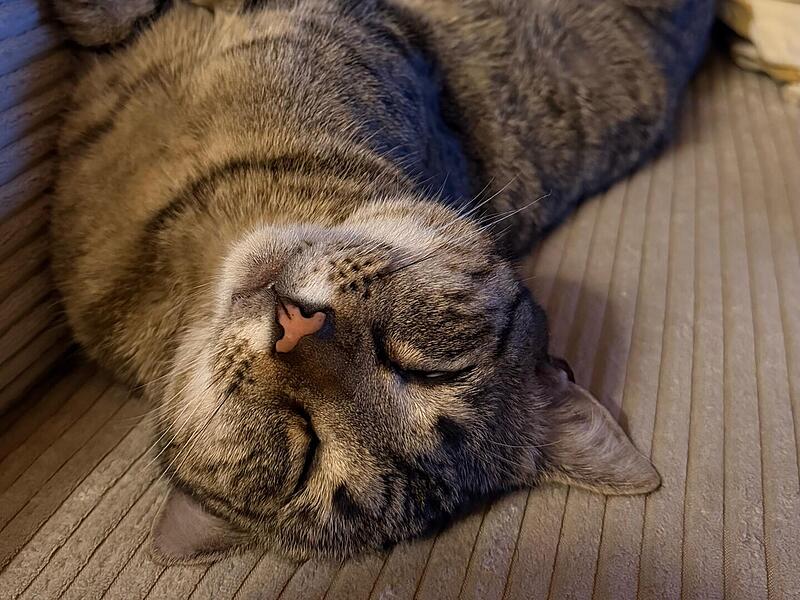 Auf der Couch entspannt es sich doch am besten.