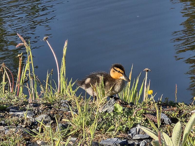 Tierisch gut: Naturaufnahmen aus dem Kreis KronachTierisch gute Bilder: Das lebt im Kreis Kronach