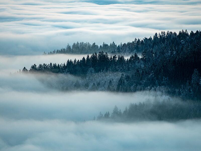 Nebel im Bayerischen Wald