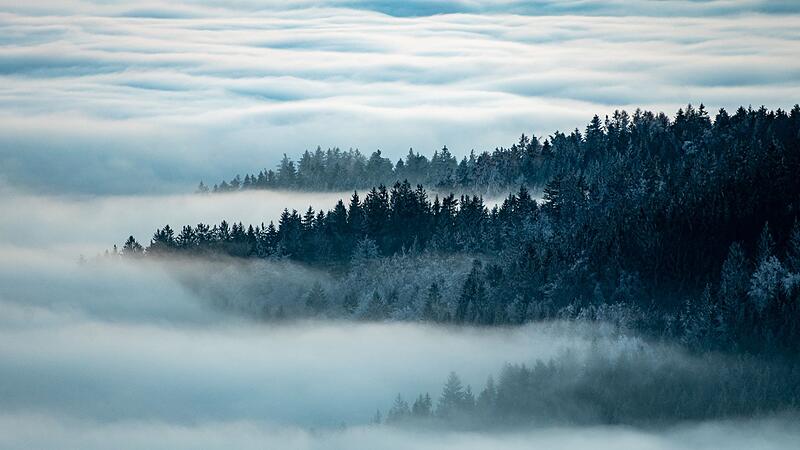 Nebel im Bayerischen Wald
