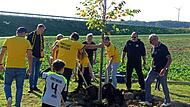 Jubiläumsallee Oerlenbach Baumpflanzung